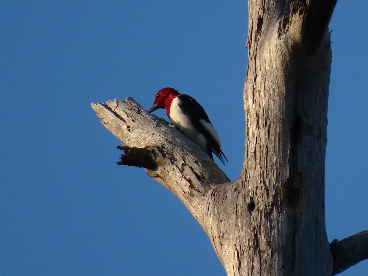 Red-headed Woodpecker - ML645787221
