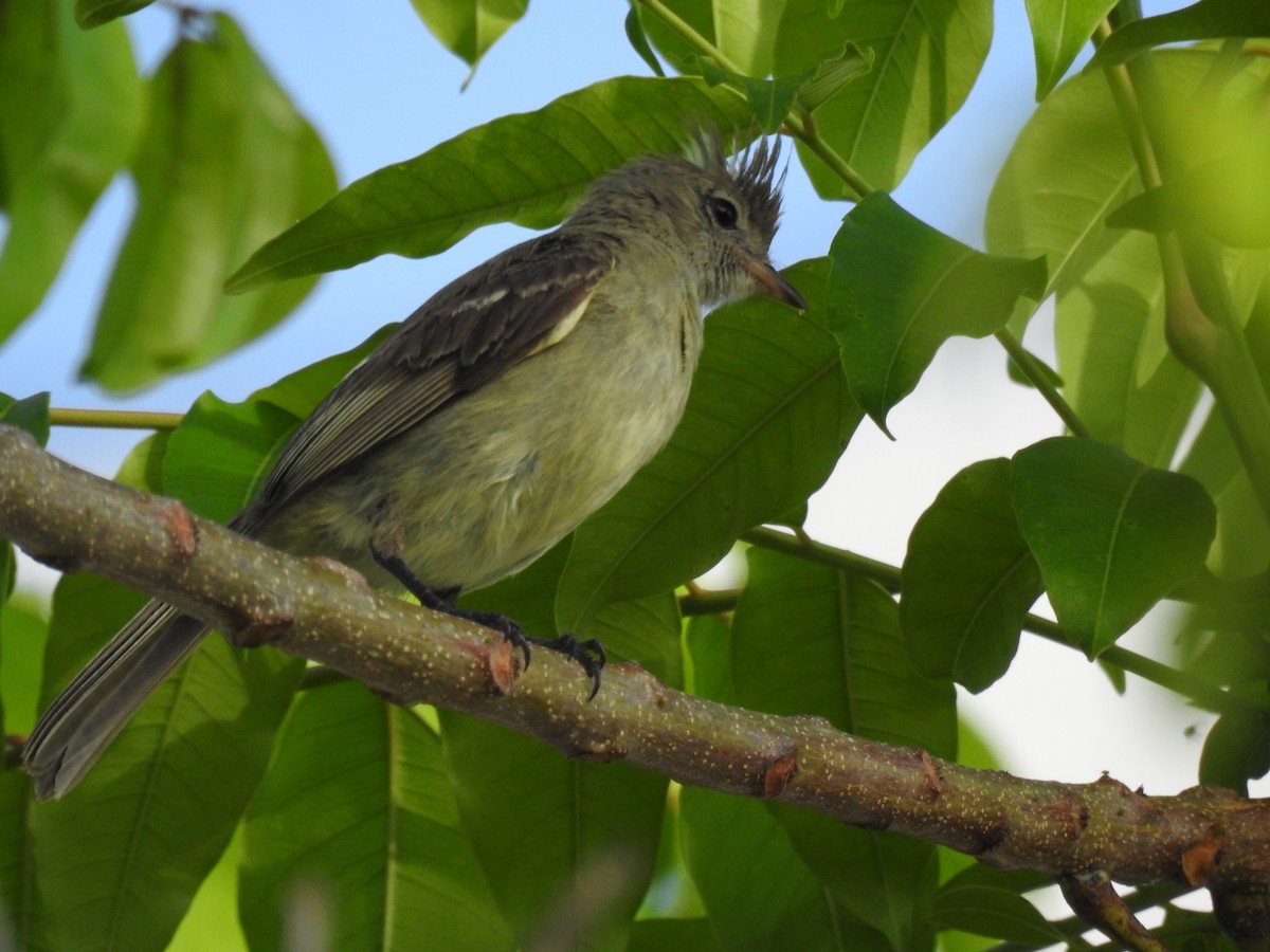 Желтобрюхая эления - ML645787228