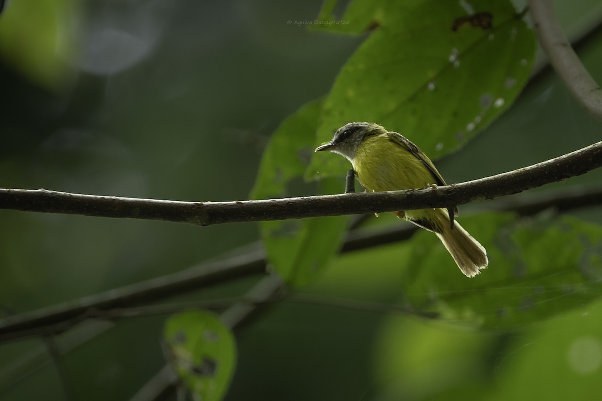 Yellow-bellied Warbler - ML645787243