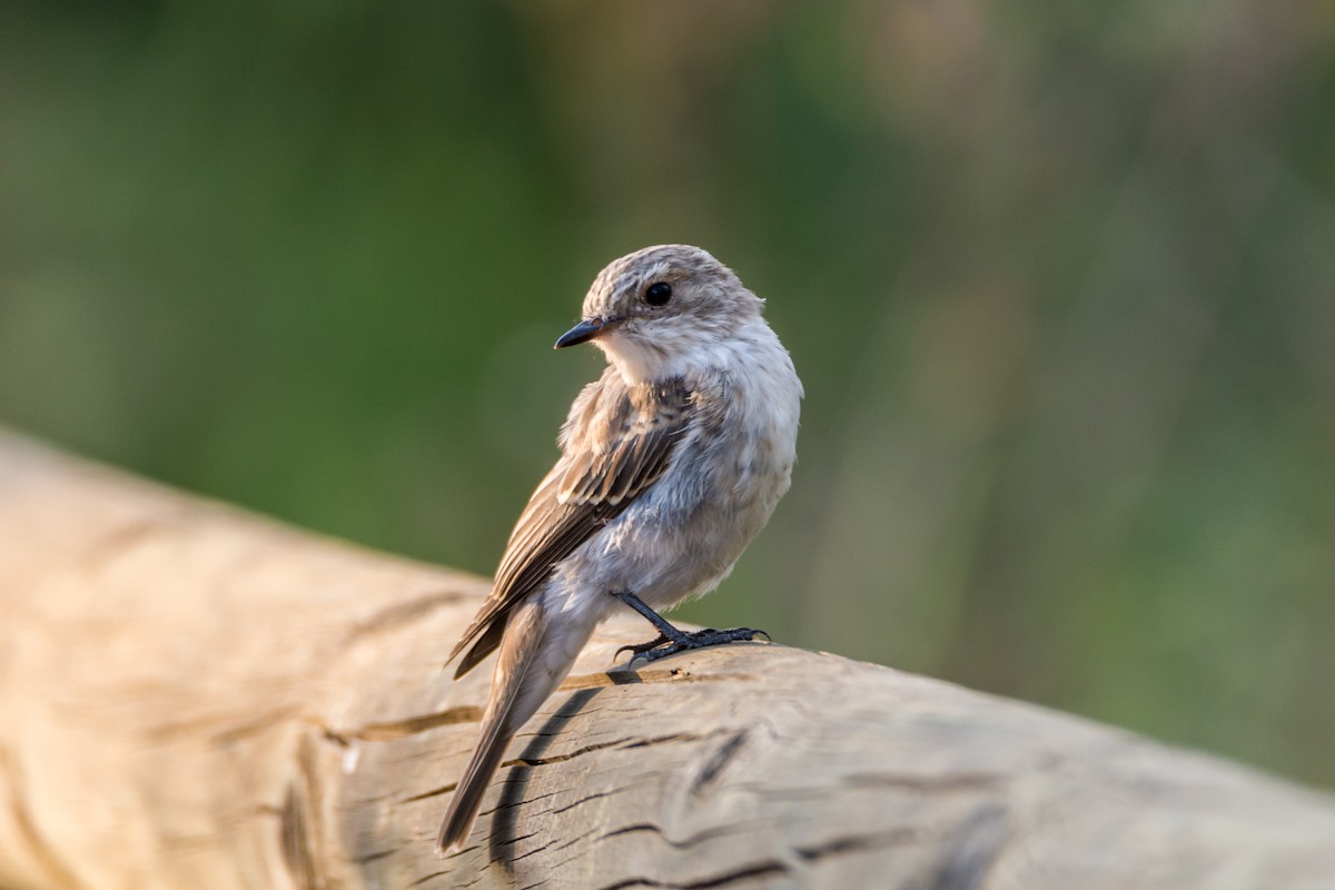 Spotted Flycatcher - ML645787253