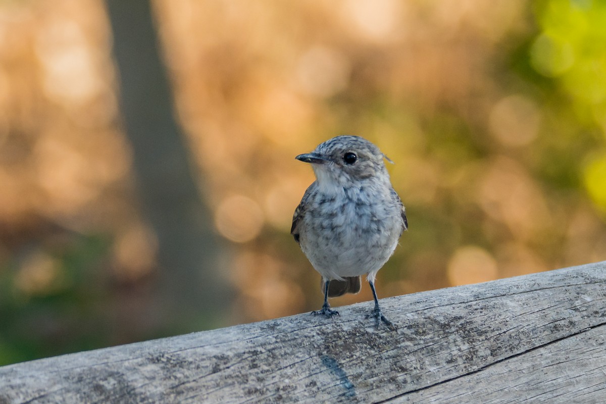 Spotted Flycatcher - ML645787254