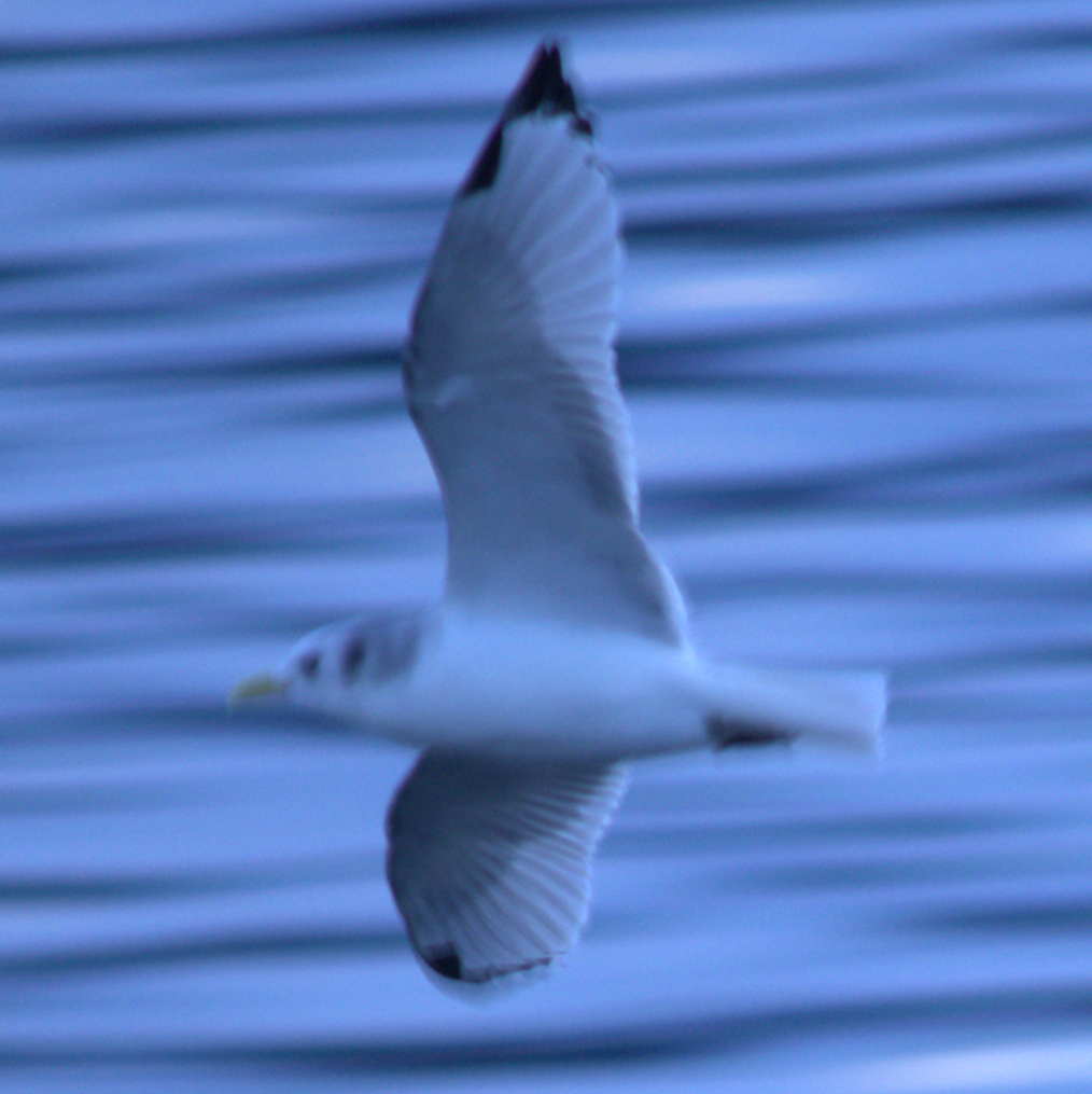 krykkje - ML645787255