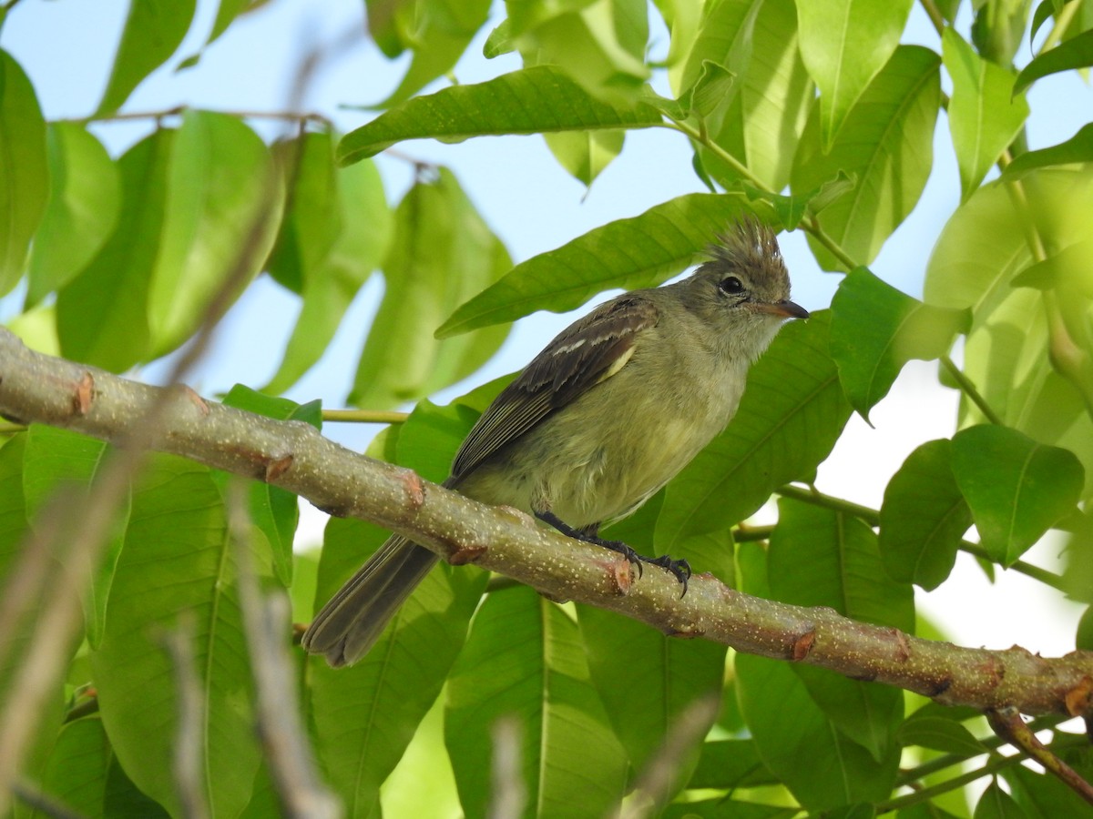 Желтобрюхая эления - ML645787271