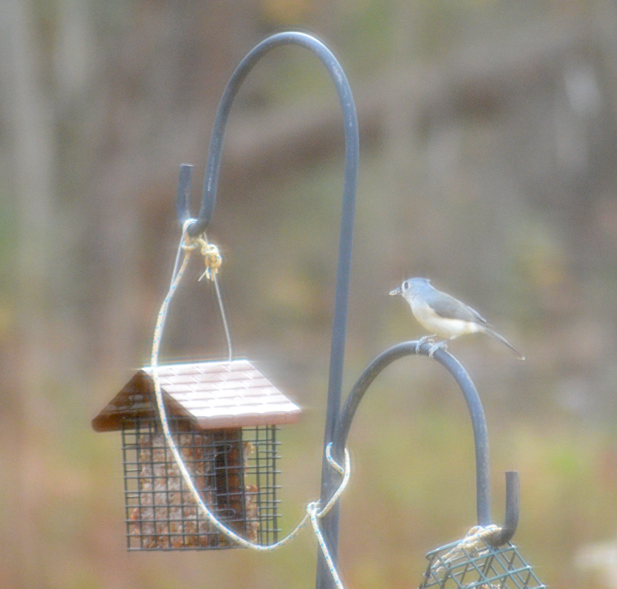 Tufted Titmouse - ML645787277