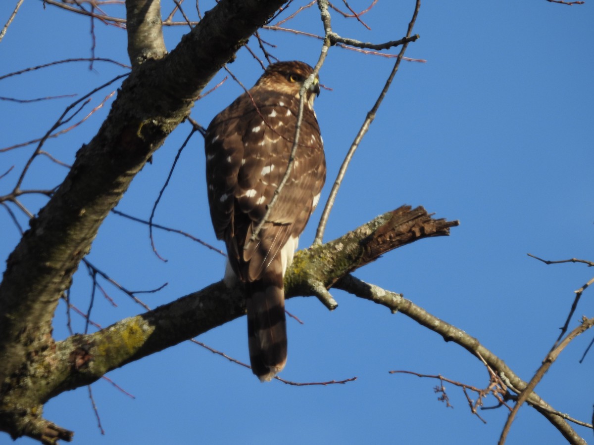 jestřáb americký - ML645787292