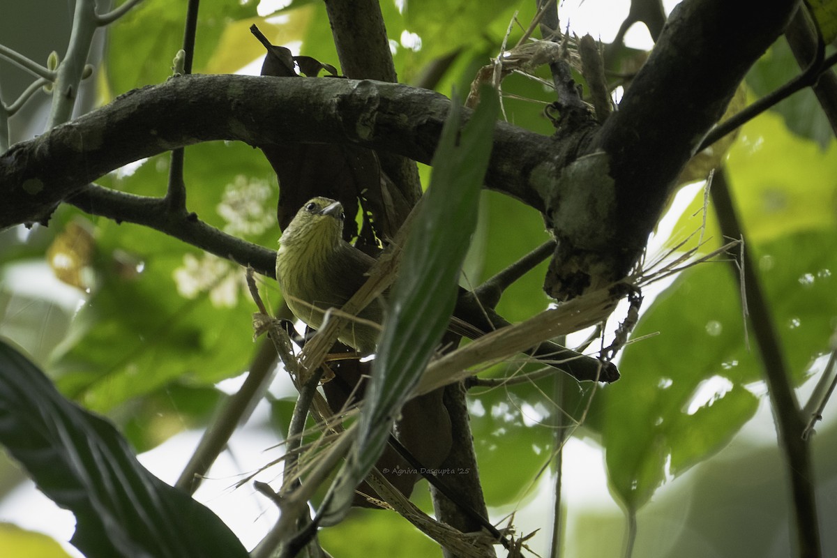Pin-striped Tit-Babbler - ML645787301