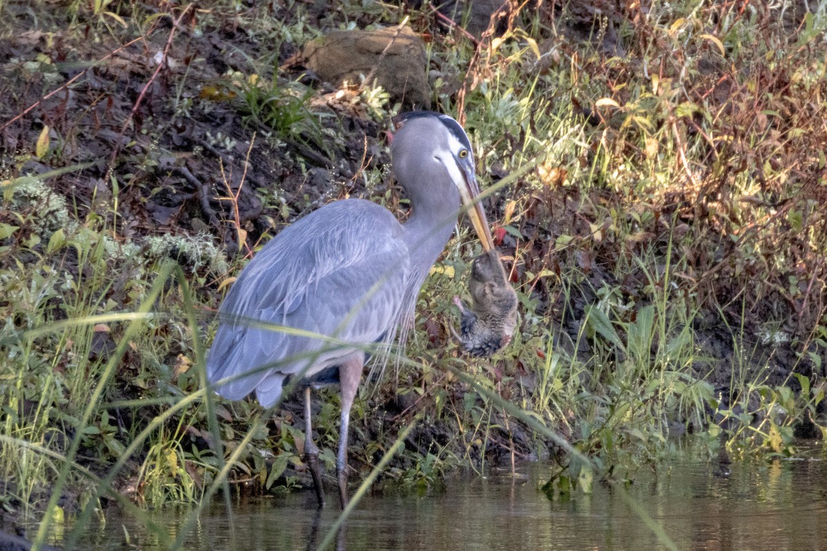Great Blue Heron - ML645787305