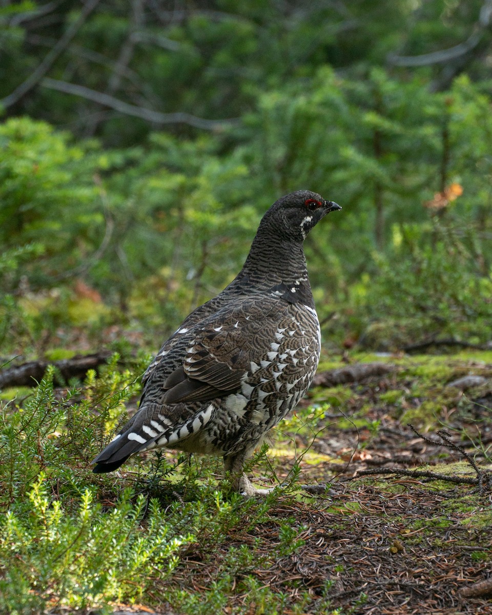 Spruce Grouse - ML645787310