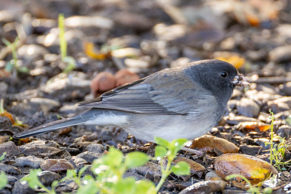 Dark-eyed Junco (cismontanus) - ML645787318
