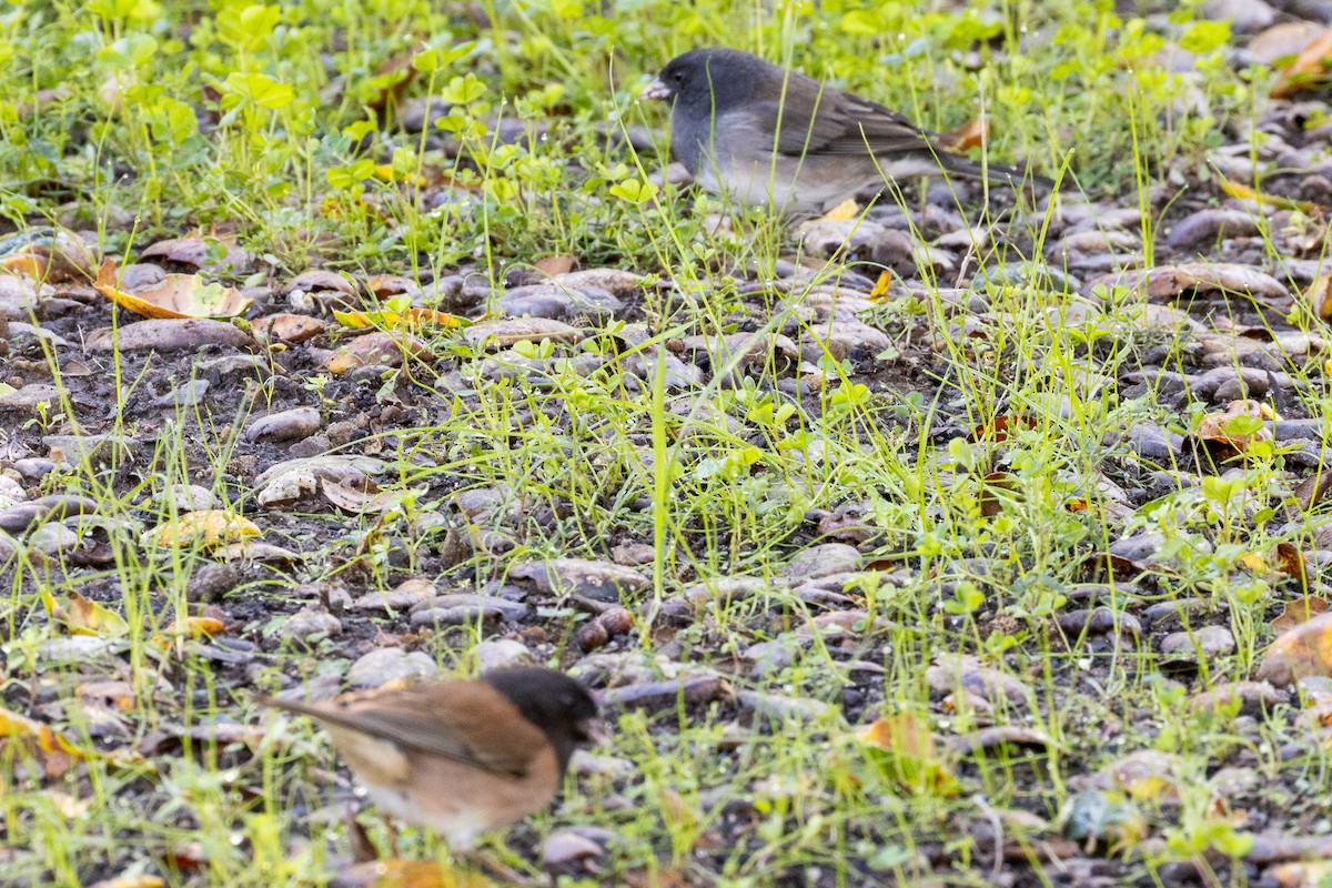Dark-eyed Junco (cismontanus) - ML645787319