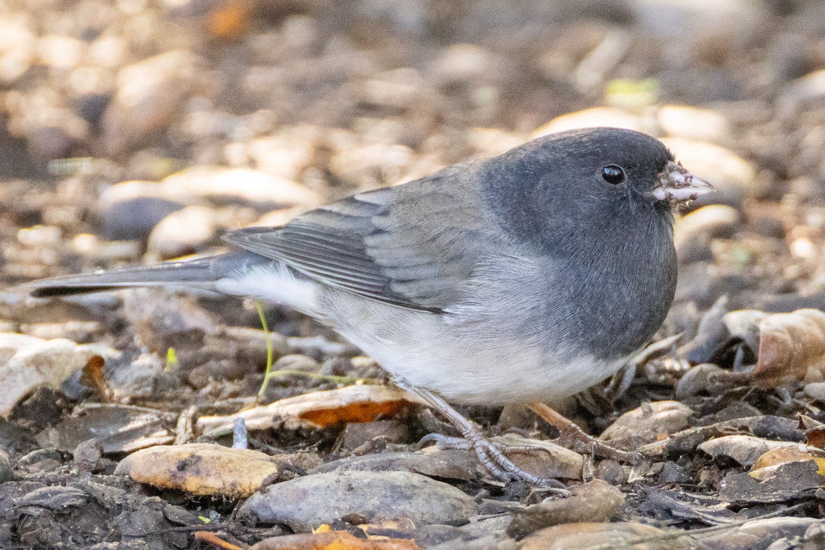 Dark-eyed Junco (cismontanus) - ML645787320