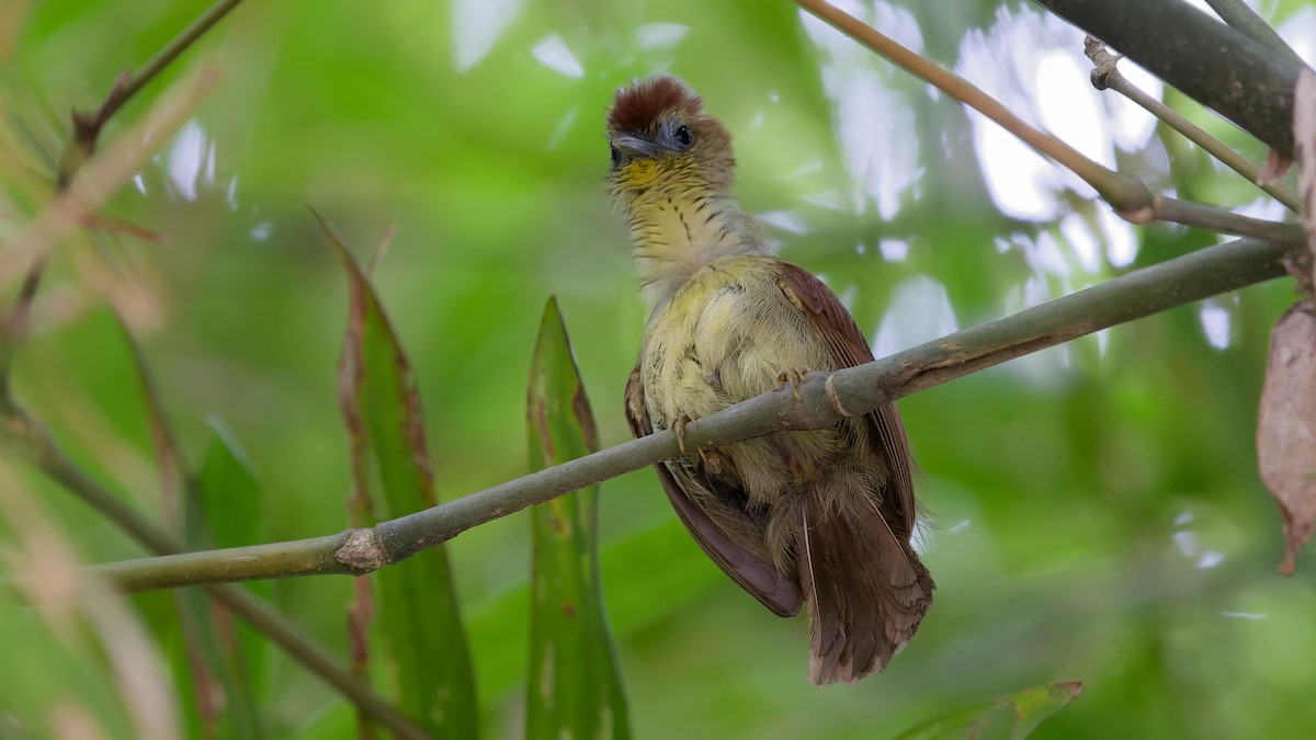 Pin-striped Tit-Babbler - ML645787324