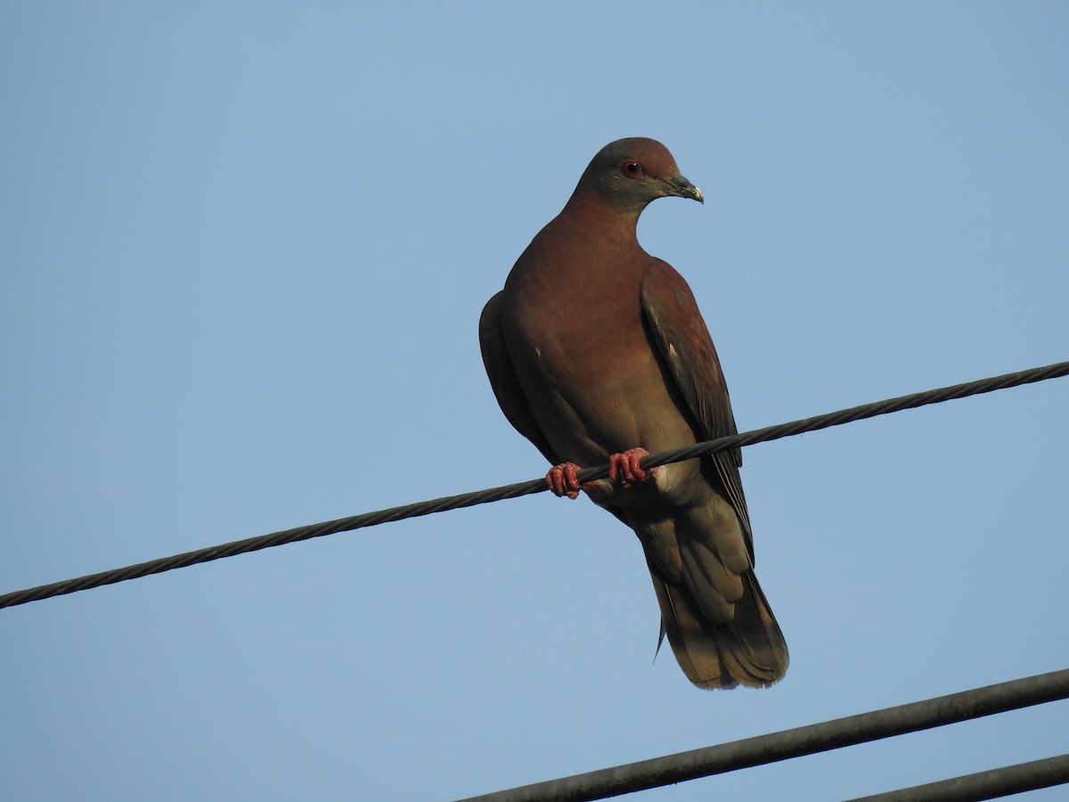 Pale-vented Pigeon - ML645787326