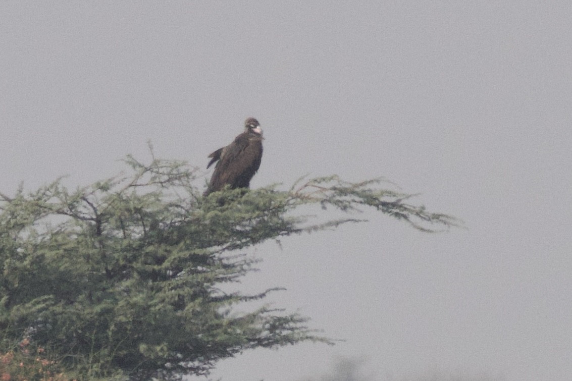Cinereous Vulture - ML645787330