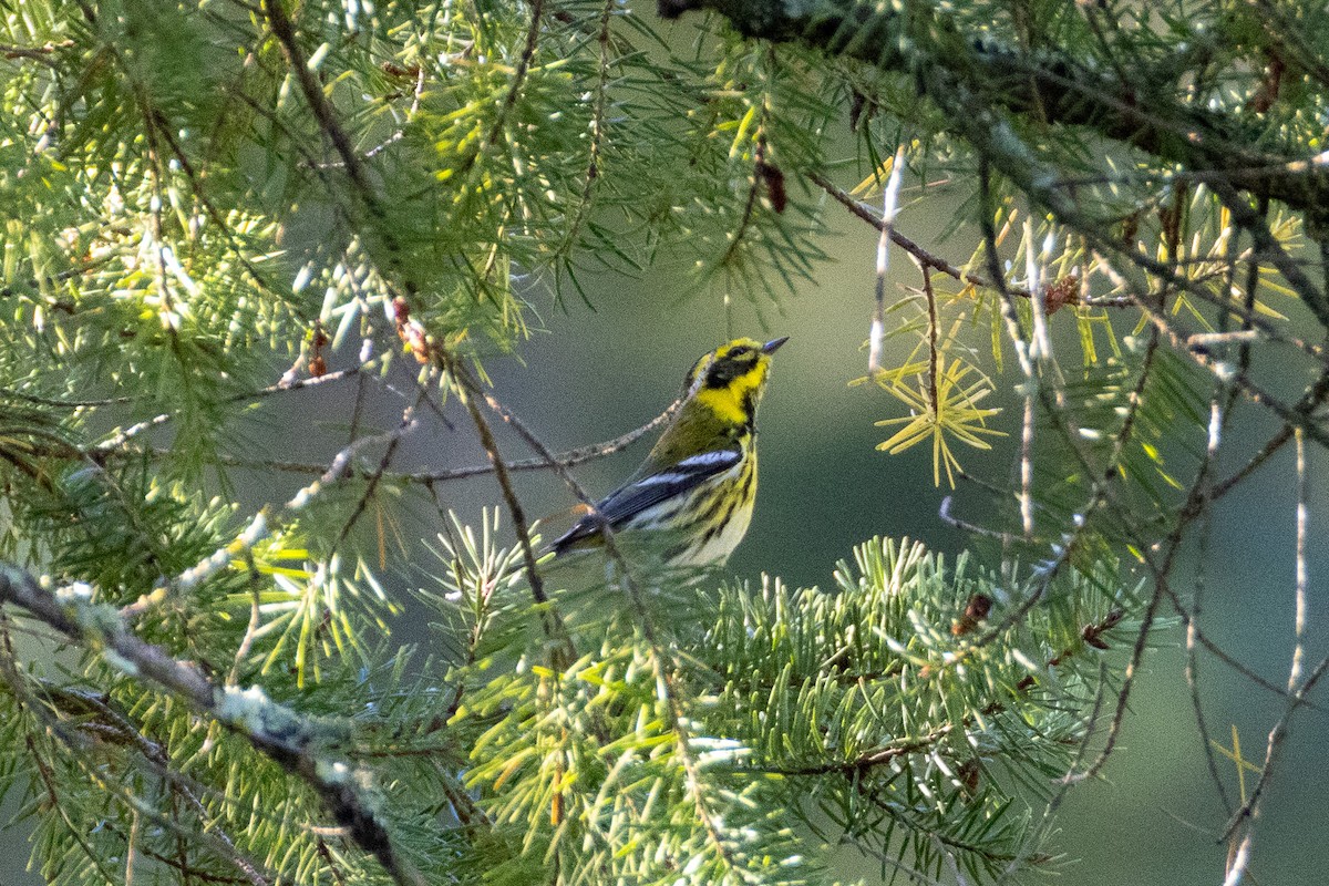 Townsend's Warbler - ML645787332