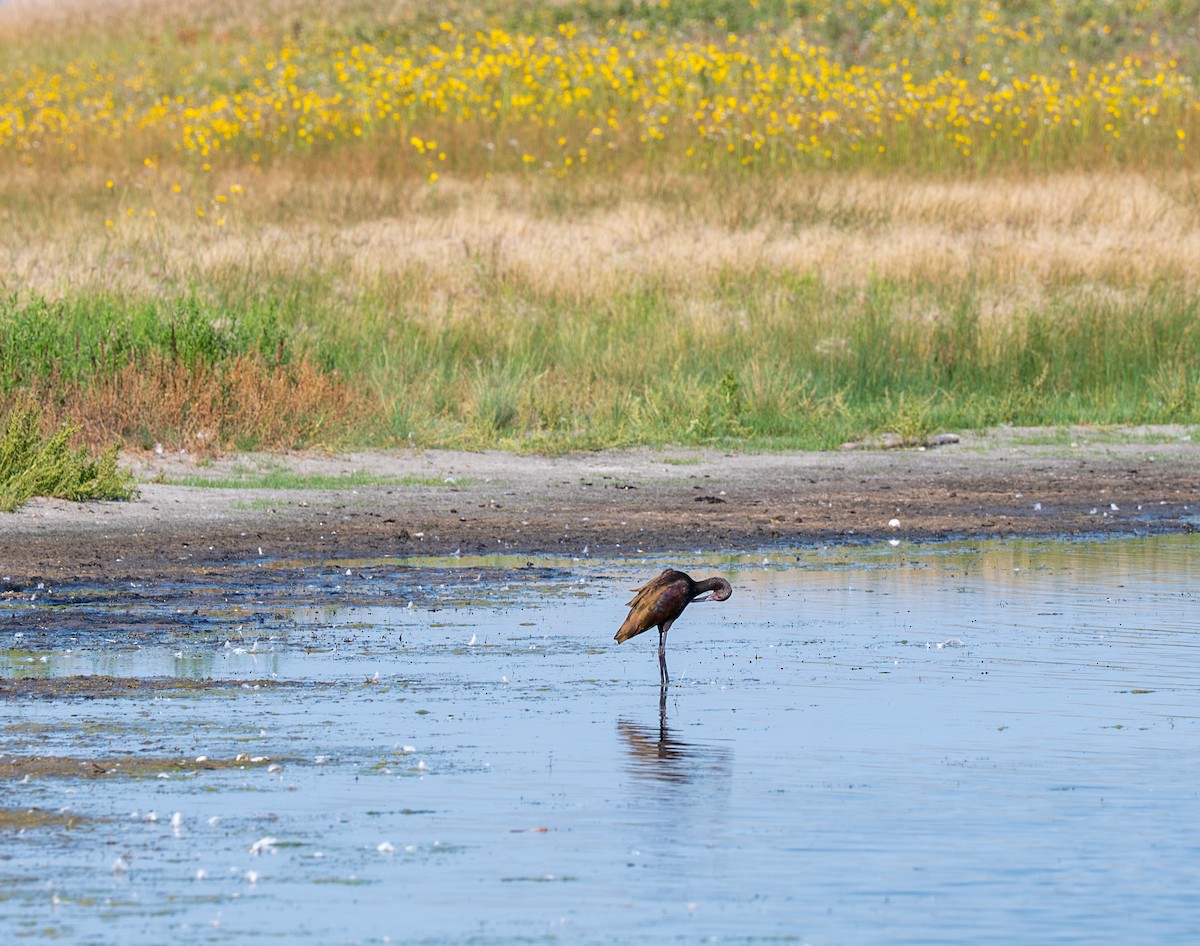 Beltzaran musuzuria - ML645787333