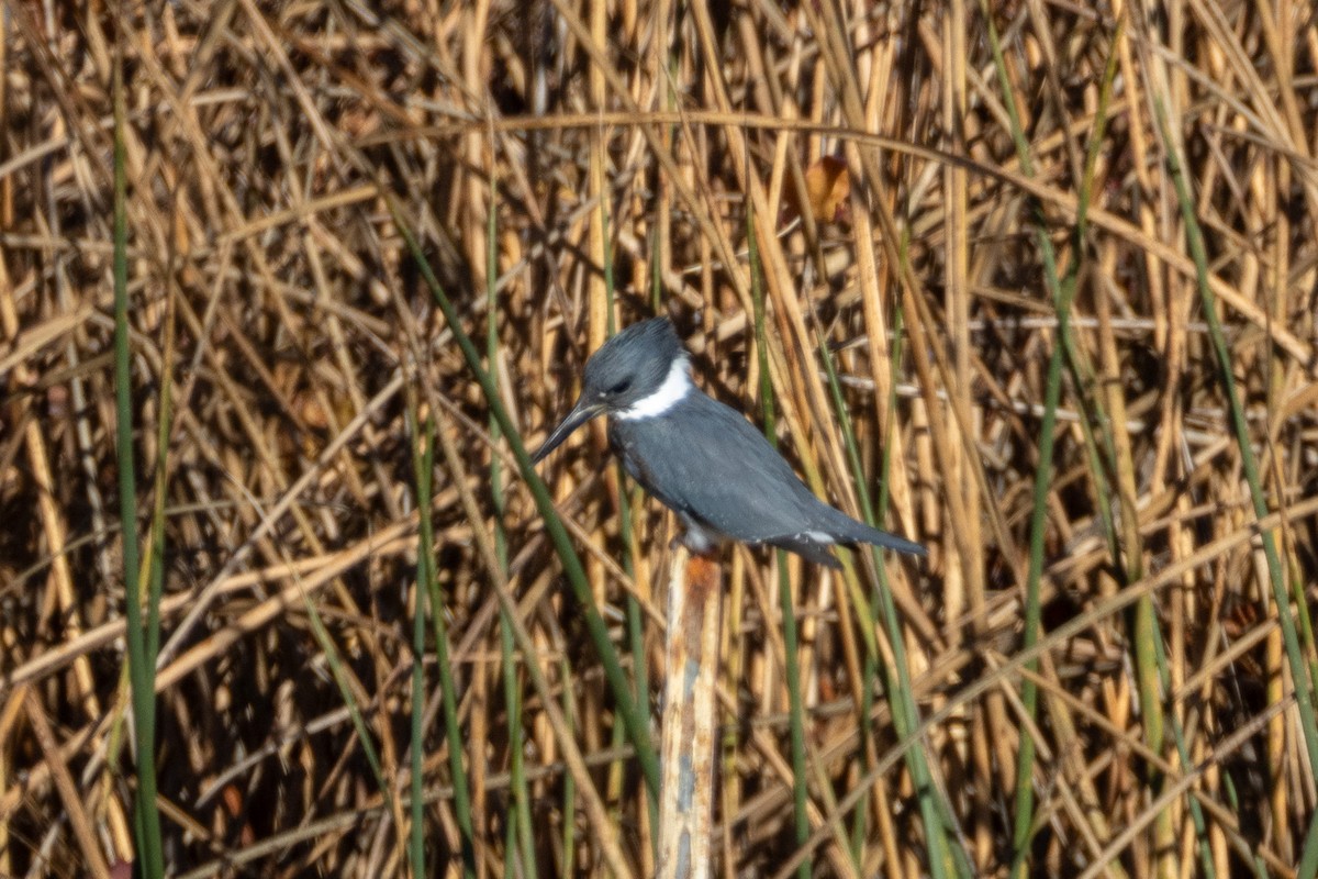 Belted Kingfisher - ML645787334