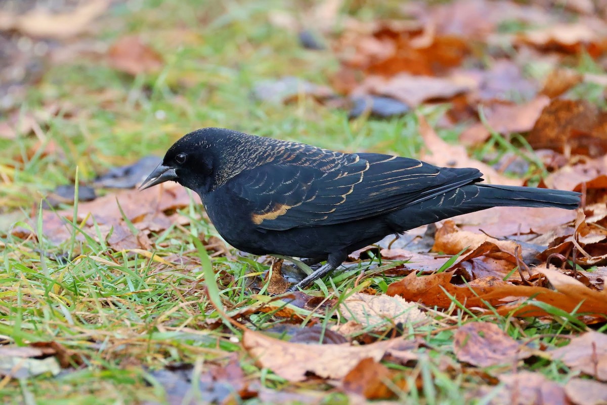 Red-winged Blackbird - ML645787335