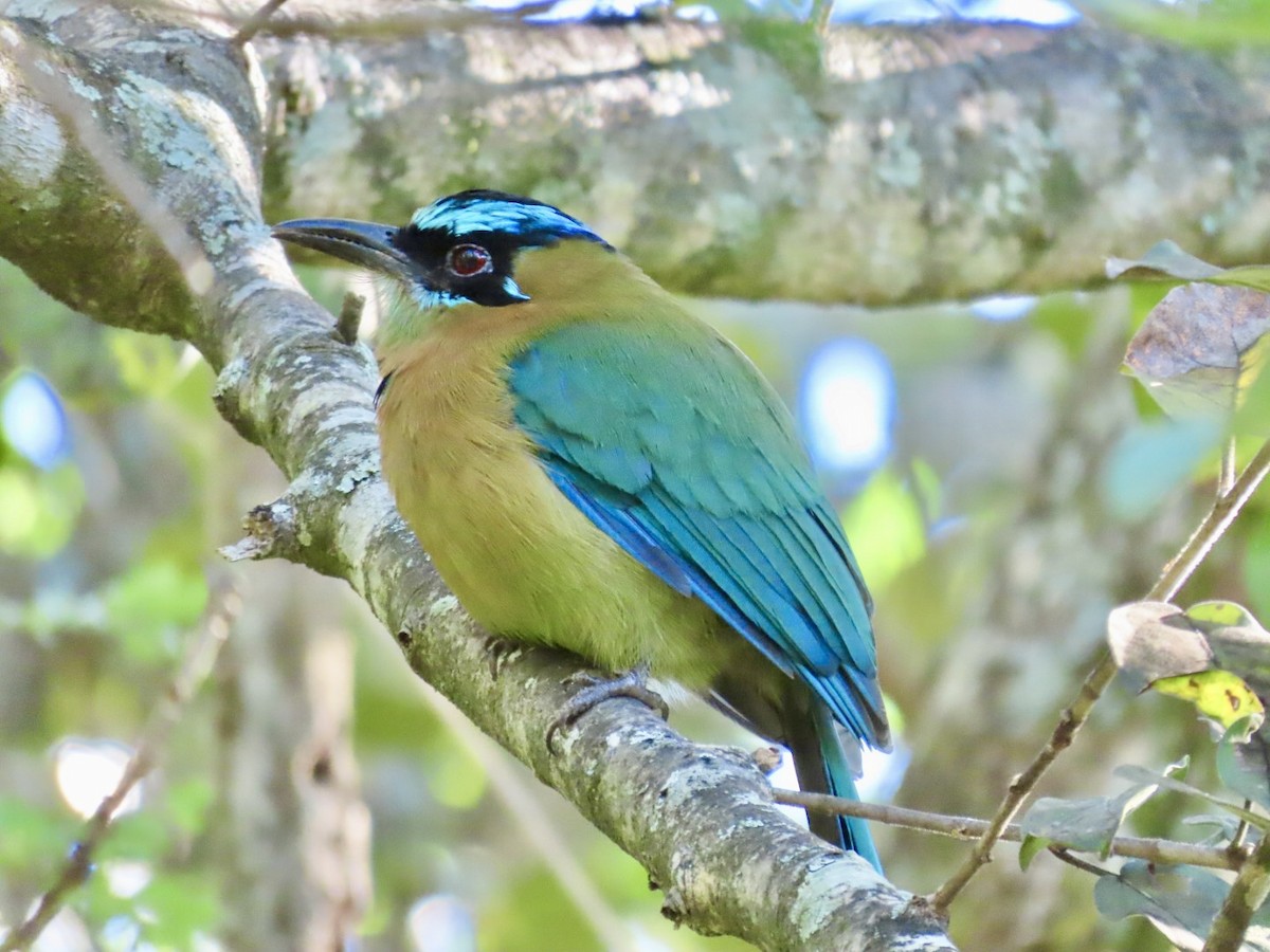 Lesson Motmotu - ML645787342