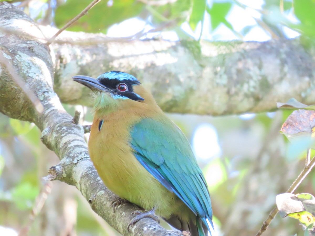 Lesson Motmotu - ML645787343