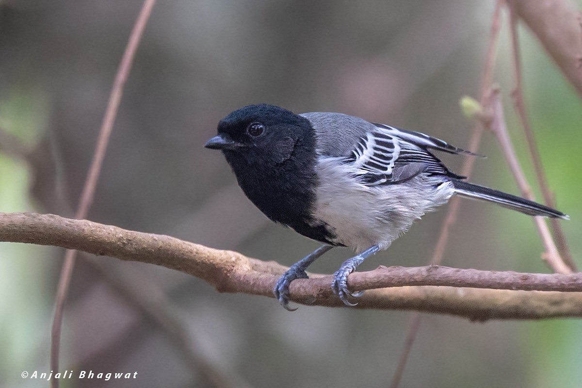 Stripe-breasted Tit - ML645787344