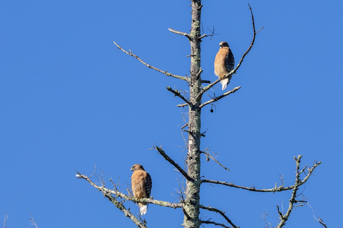 Red-shouldered Hawk - ML645787345