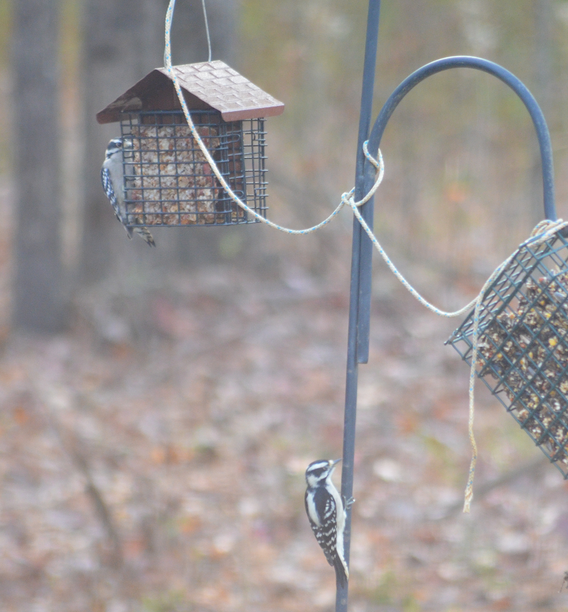 Downy Woodpecker - ML645787362