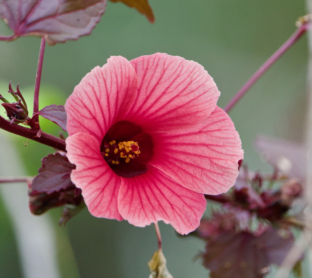 Animals - ML645787369