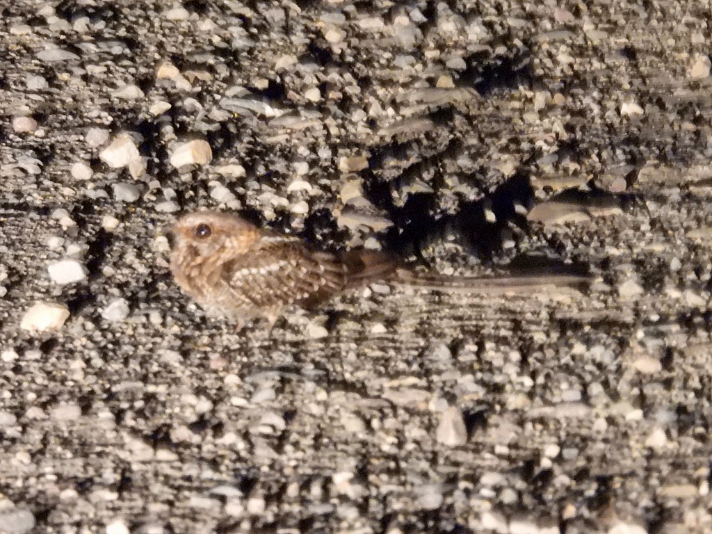 Scissor-tailed Nightjar - ML645787374