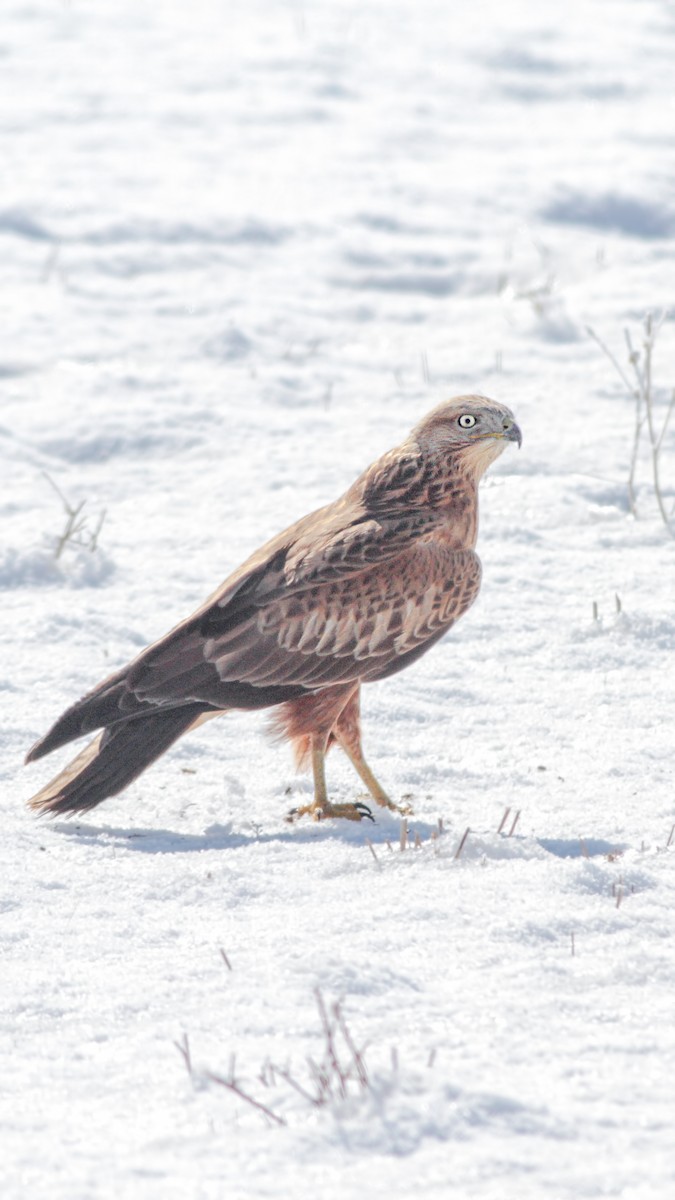 Long-legged Buzzard - ML645787379