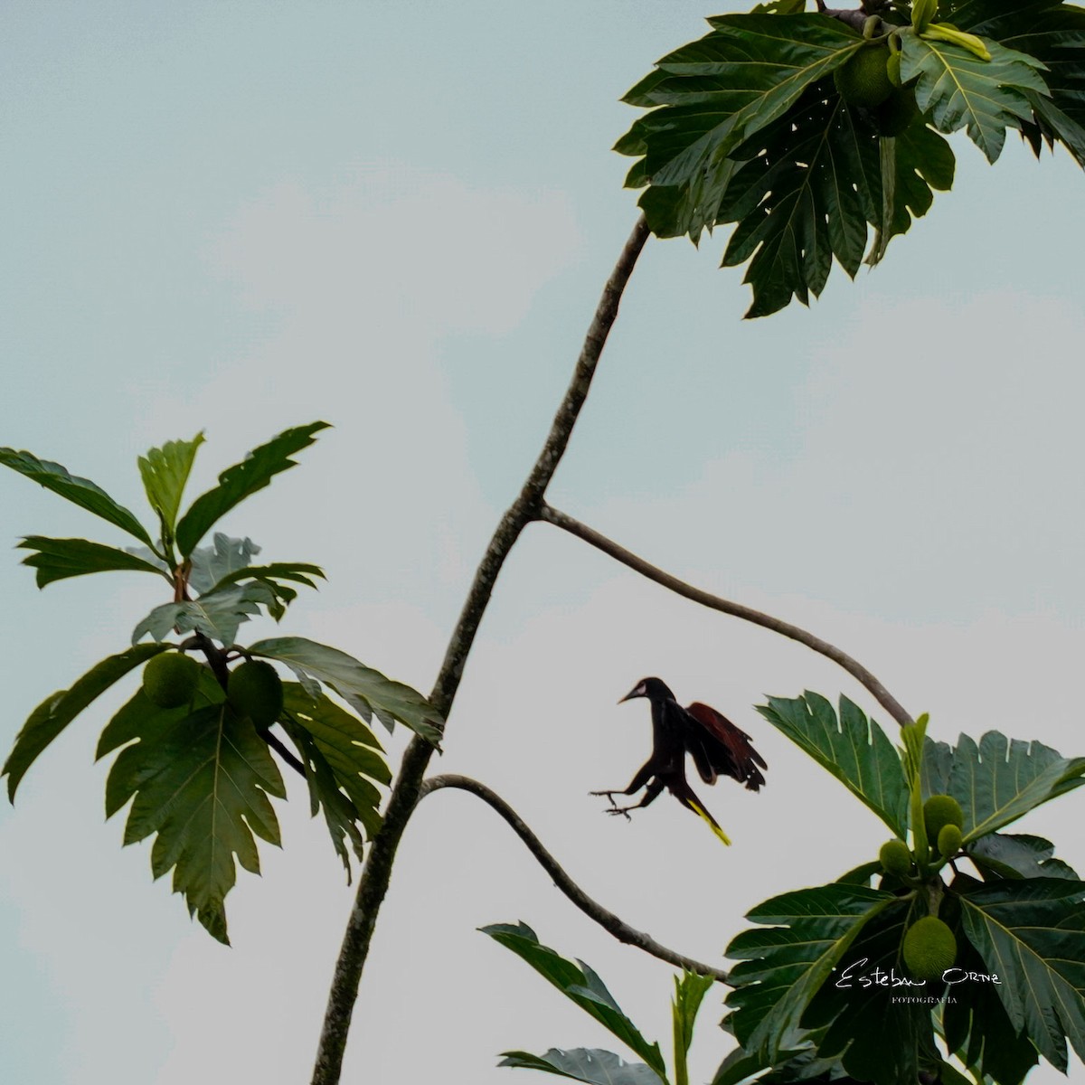 Cassique de Cassin - ML645787380