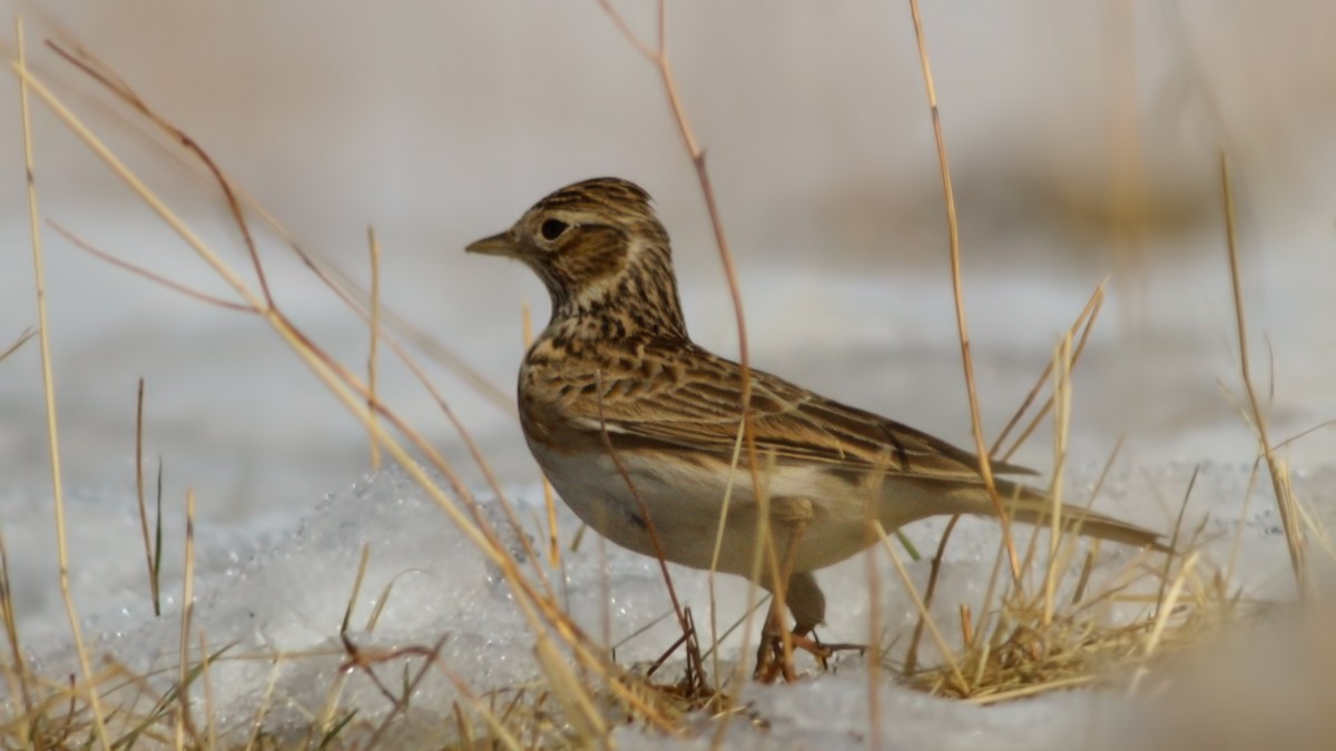 Eurasian Skylark - ML645787386