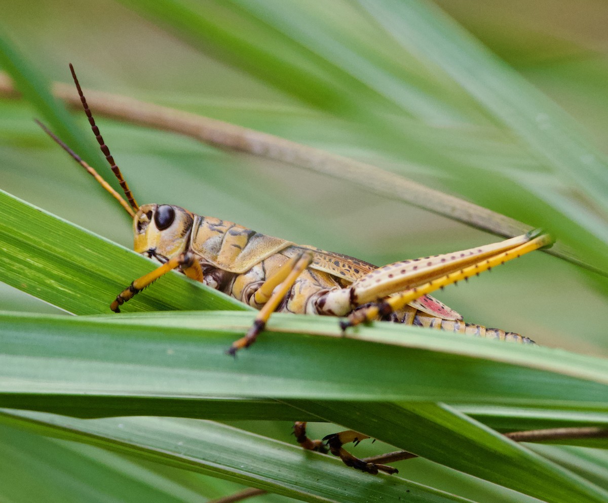 Animals - ML645787392