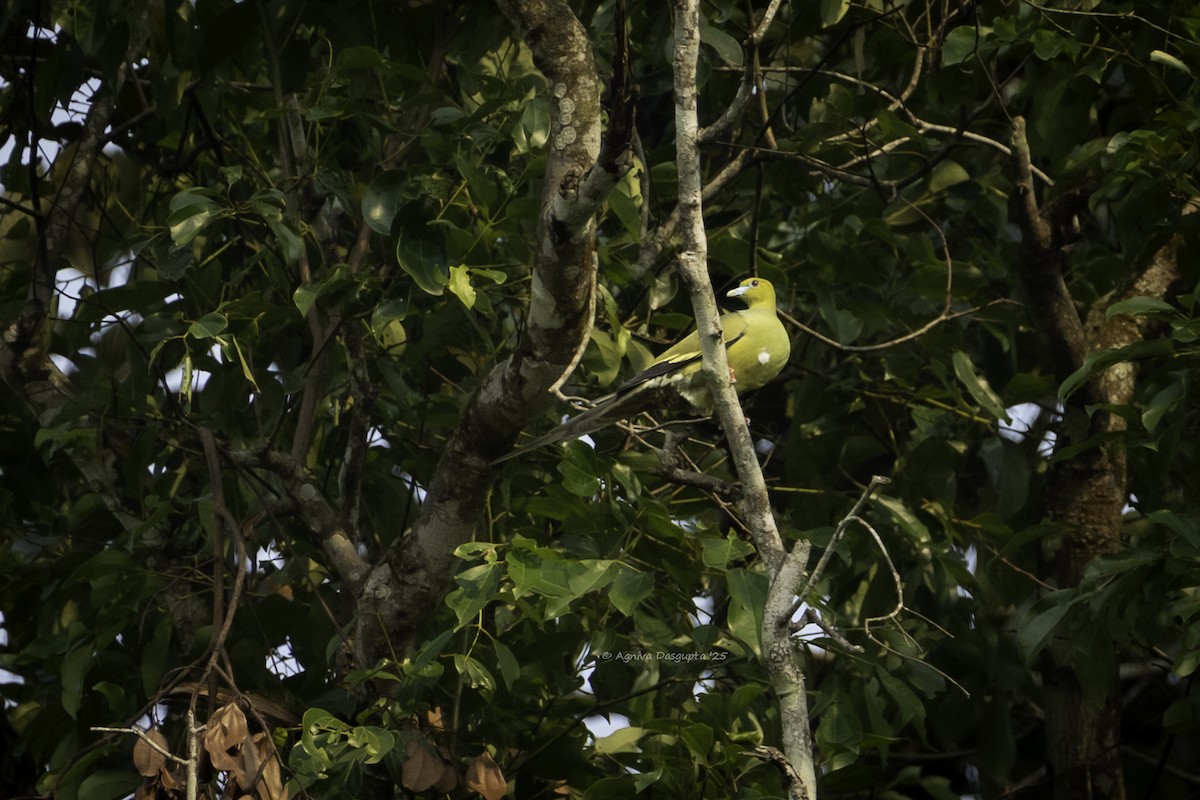 Pin-tailed Green-Pigeon - ML645787401