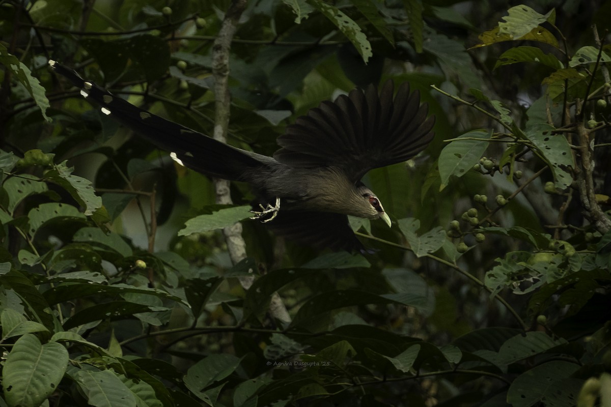 Green-billed Malkoha - ML645787404