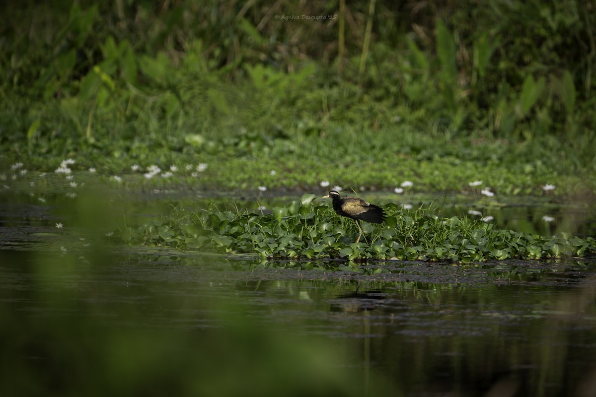 Бронзовокрылая якана - ML645787409