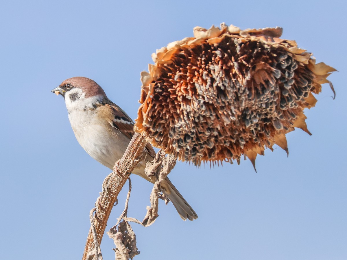 Ağaç Serçesi - ML645787413