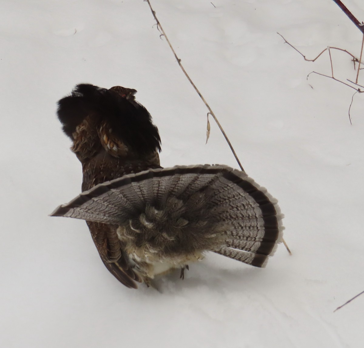 jeřábek kanadský - ML645787421