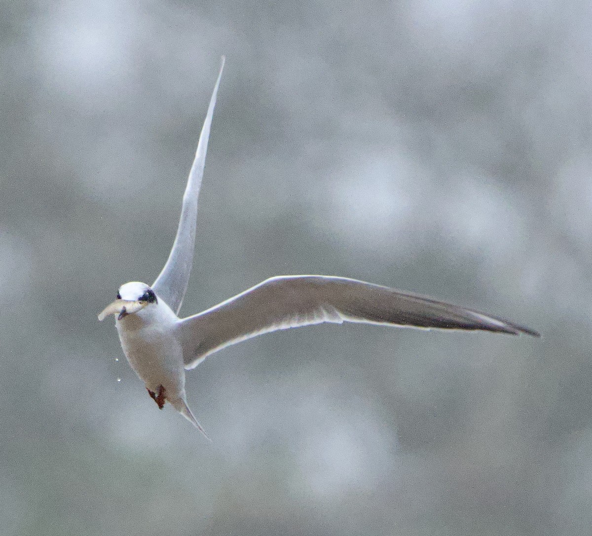 Forster's Tern - ML645787424