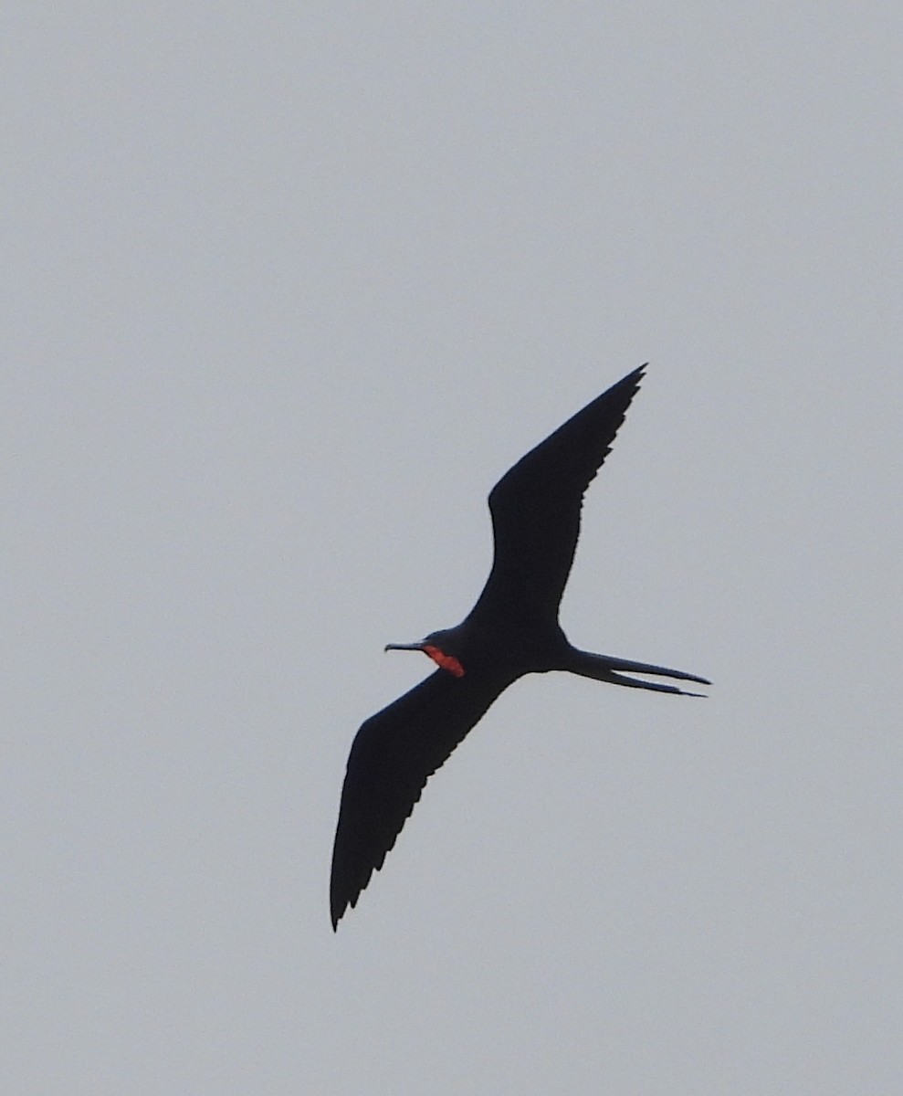 Magnificent Frigatebird - ML645787430