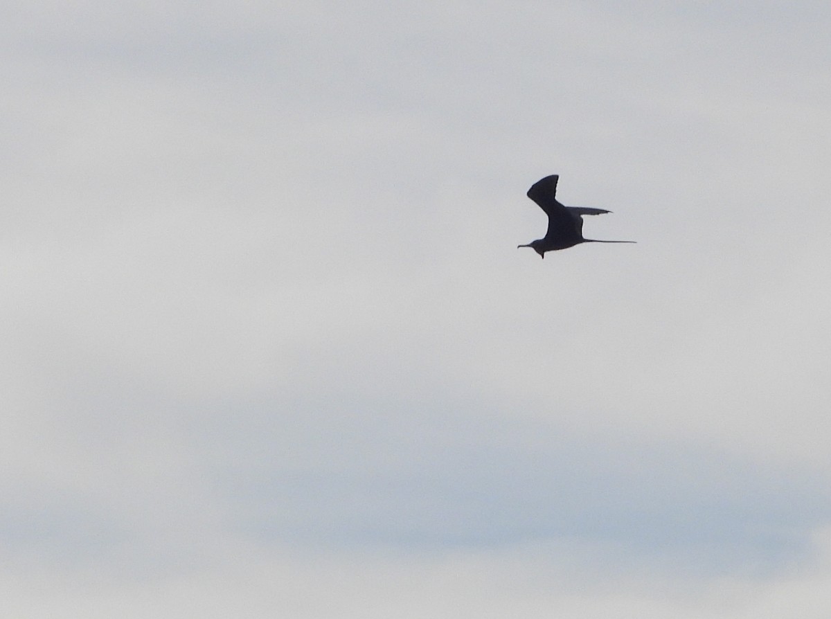 Magnificent Frigatebird - ML645787431