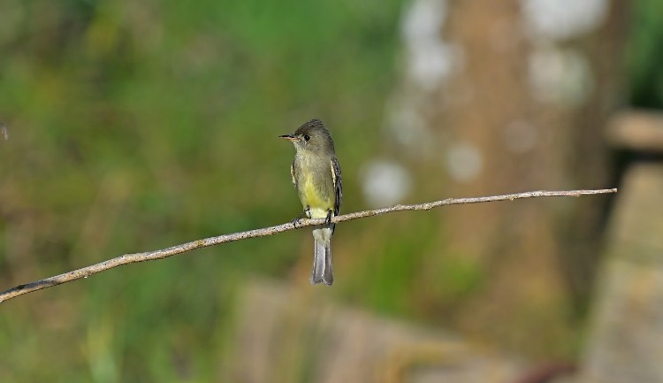 Northern Tropical Pewee - ML645787435