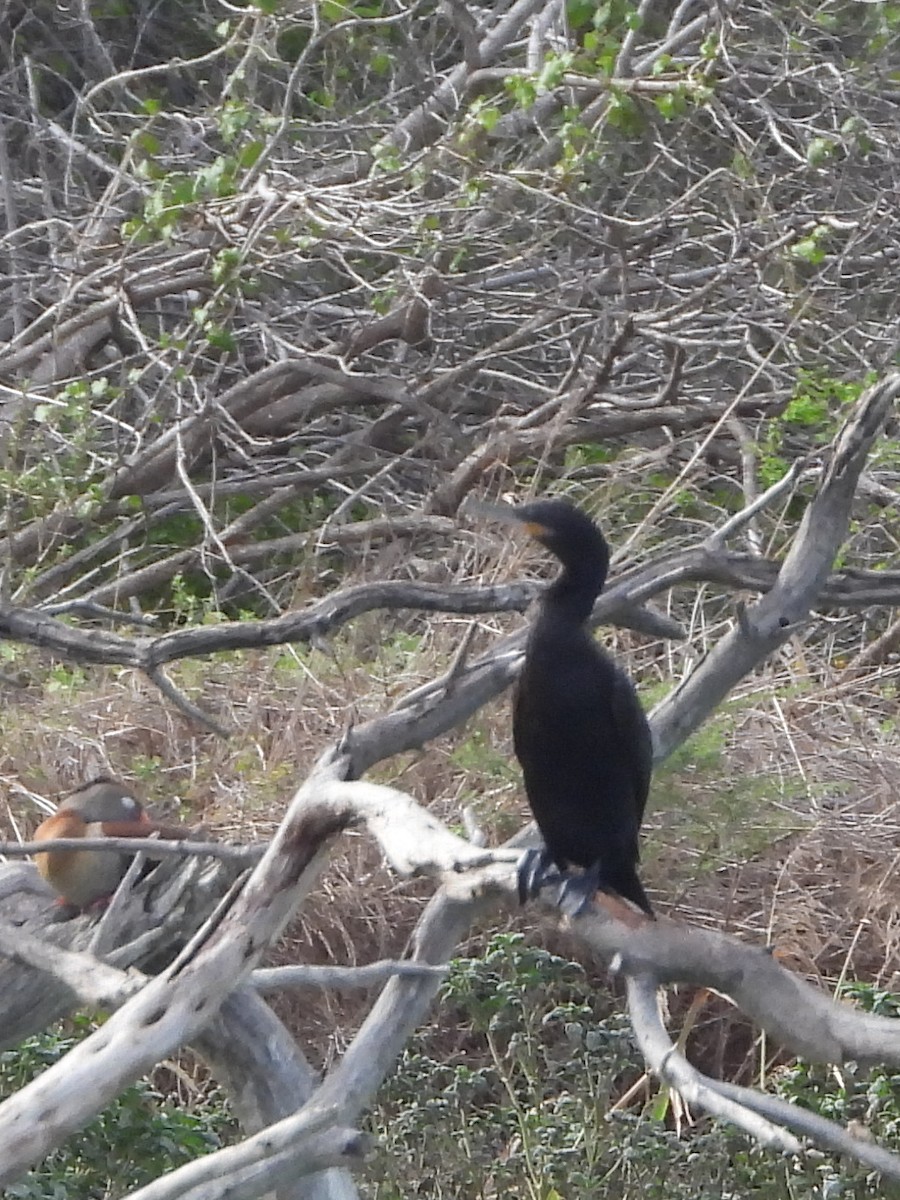 Neotropic Cormorant - ML645787442