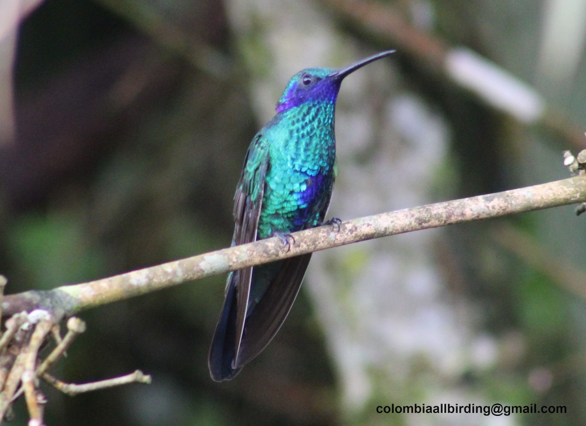 fiolørekolibri - ML645787454