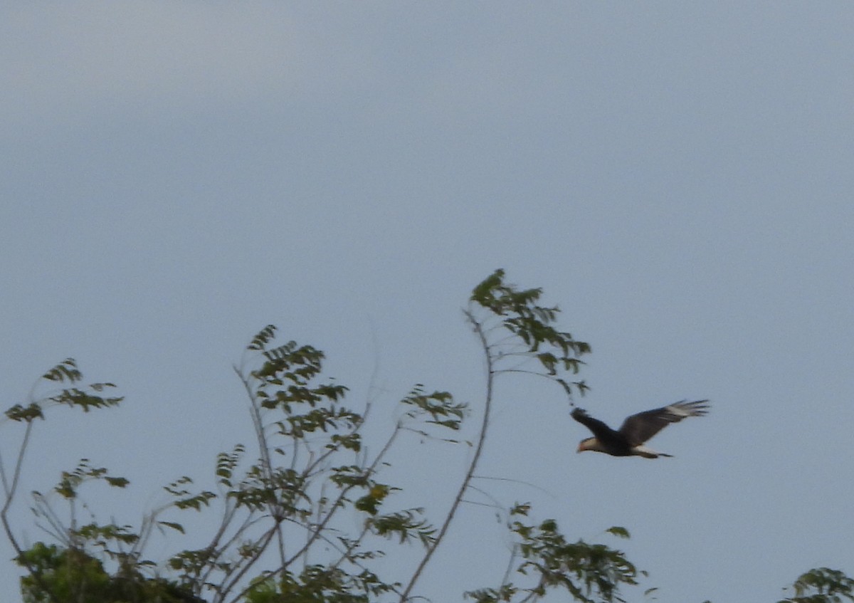 Crested Caracara - ML645787459