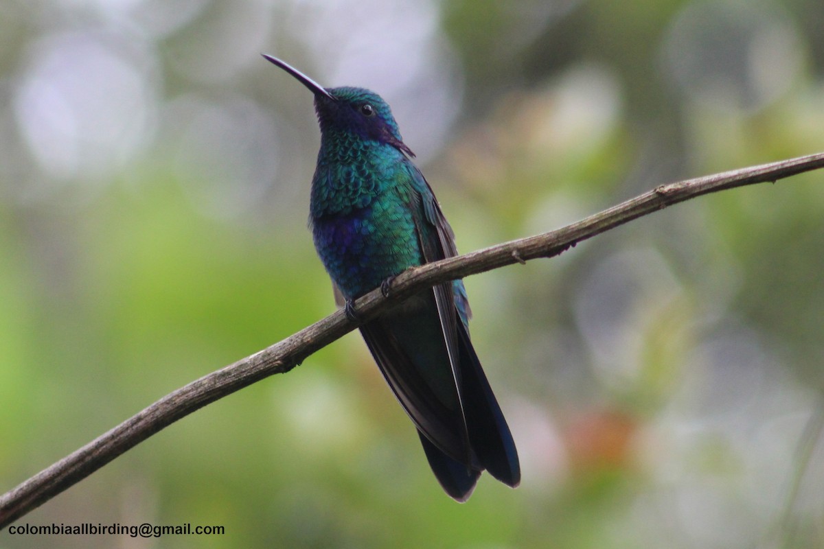 fiolørekolibri - ML645787460