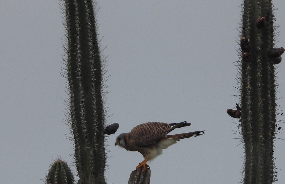 American Kestrel - ML645787461