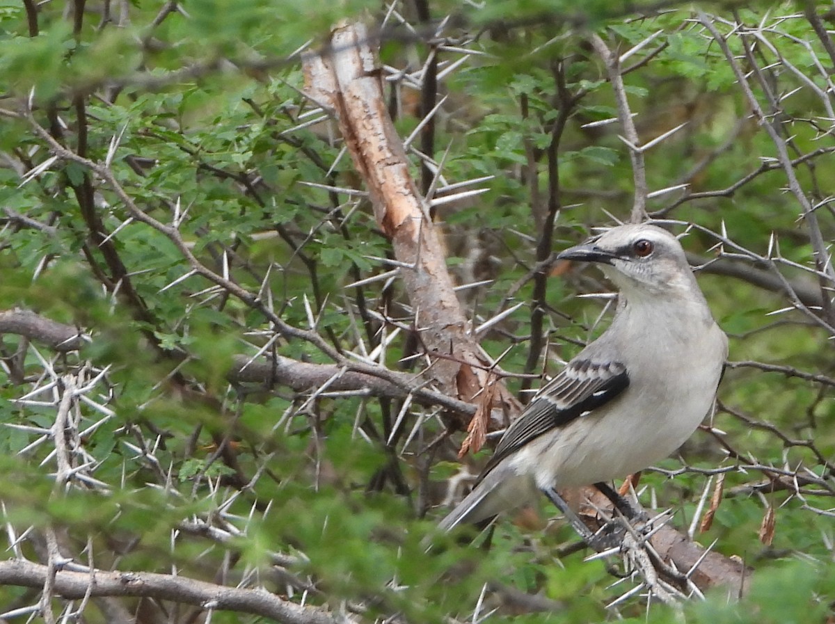 Tropical Mockingbird - ML645787474