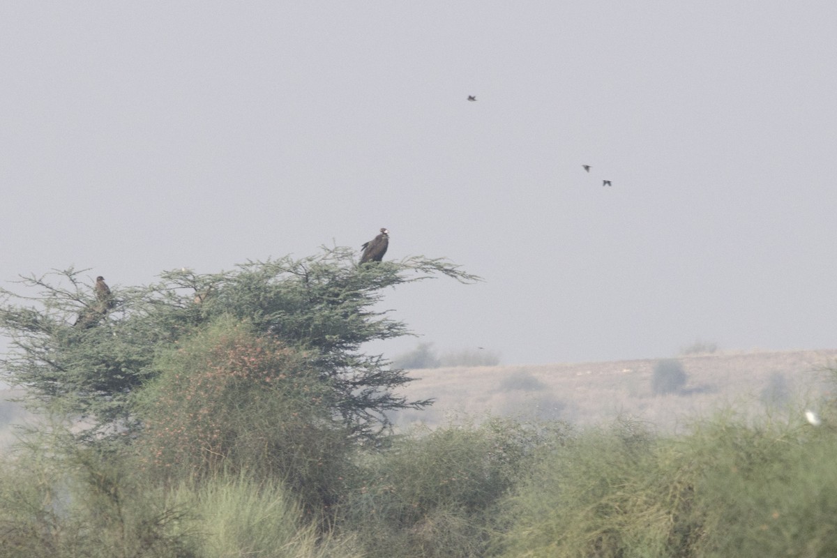 Cinereous Vulture - ML645787476