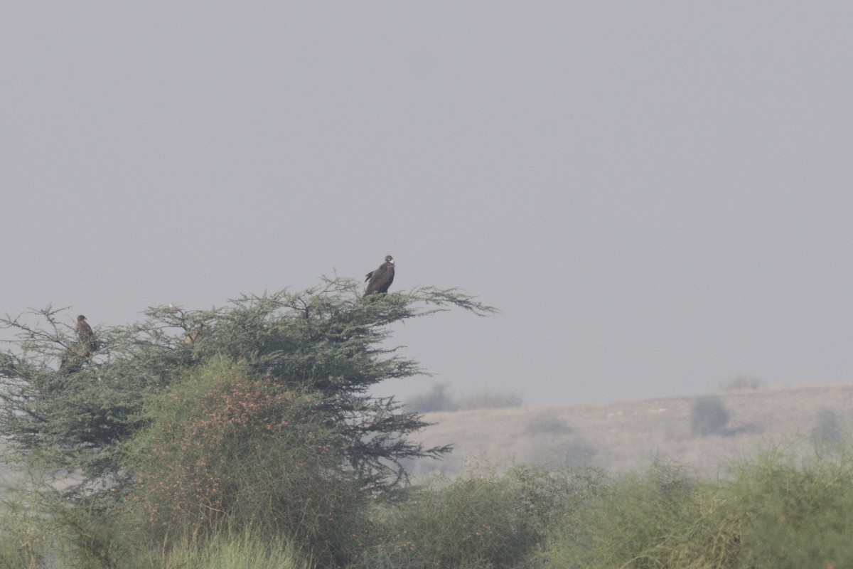 Cinereous Vulture - ML645787477